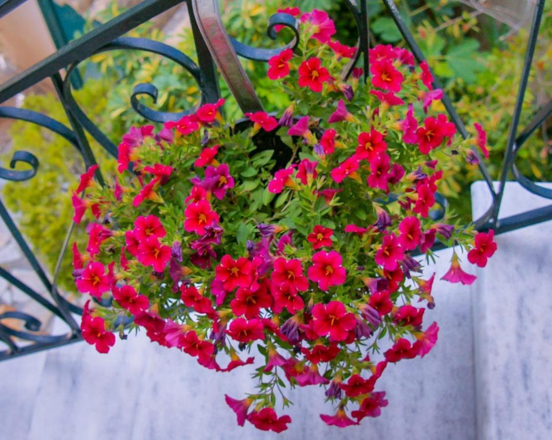 Flowers Studios بينيتسيس المظهر الخارجي الصورة